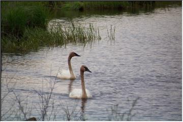Swans in Seney
