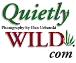 Quietly Wild