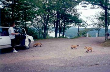 Connie's foxes