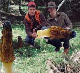 giant morel ;-)