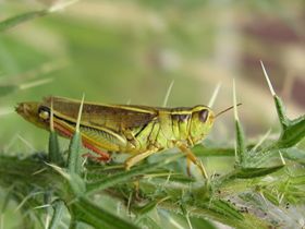 Z-Man's grasshopper