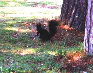 black squirrel