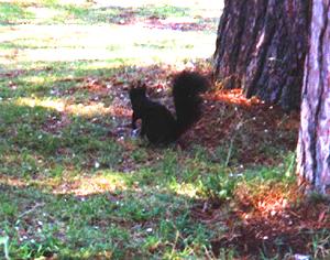 black squirrel