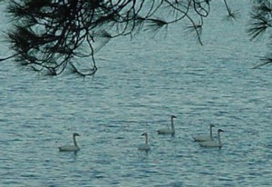 5Swans