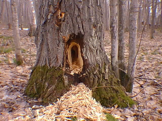 Woodpecker home?