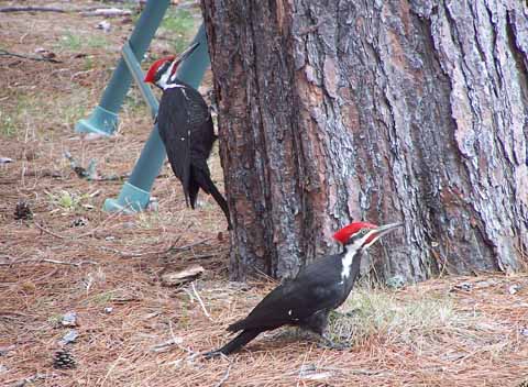 2 woodpeckers