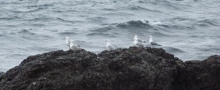 gulls