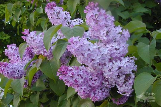 Daryl's lilacs