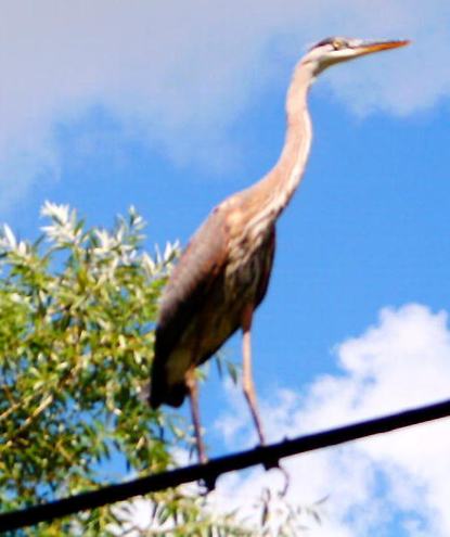 "Looney" Grt.Blue Heron