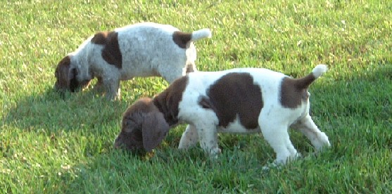 PupsGrazing