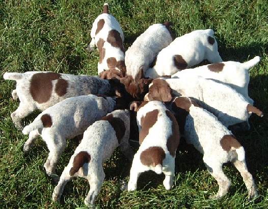 Puppies Eating