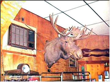 Mr. Moose at Dreamland