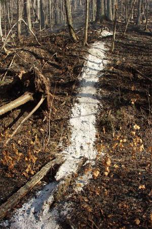 Remains of burned tree