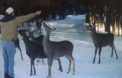 Don and his deer friends