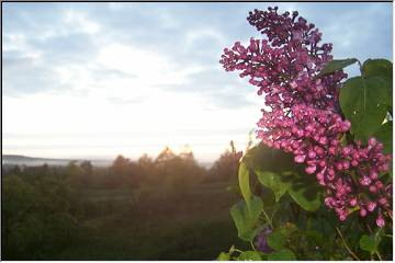 lilacs