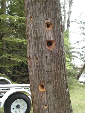 holey cedar