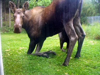 Kneeling moose