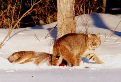 Big Cat