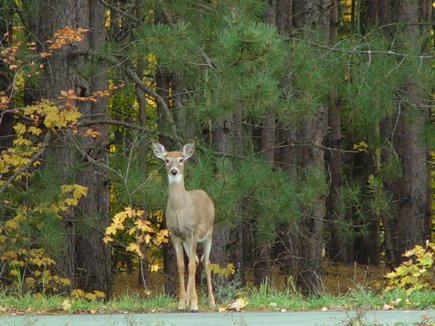 little deer