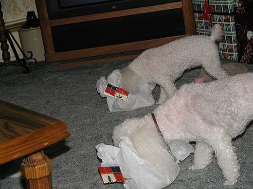 Doggy treats