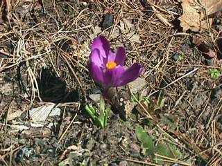 Flower at McLain State Park