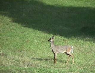 Deer listening