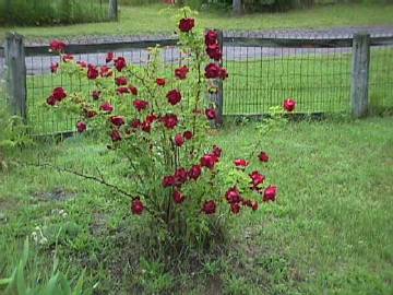 Stop and smell the Roses