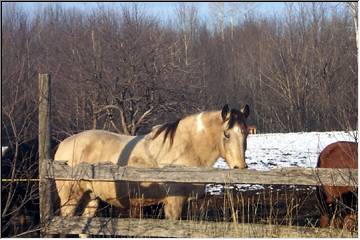 A horse, of course