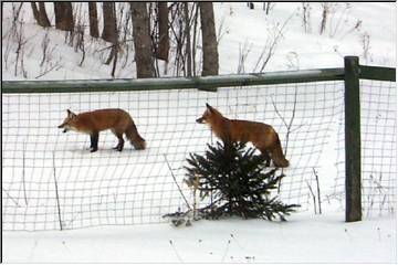 Snowshoeing newlywed foxes