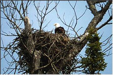 Eagle's Nest