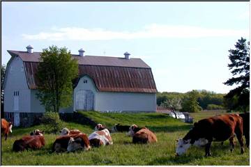 Cows in Paradise, MI