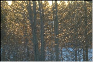 Forest fireworks.