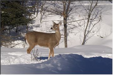 Dan Urbanski shoots big game