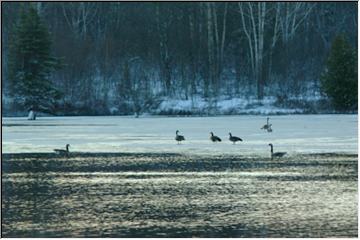 Ducks and geese on disappearing ice