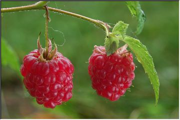 Raspberries!