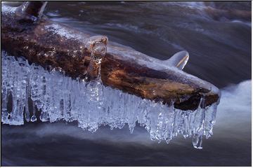 Twigs in jackets of ice