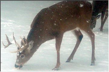 Friendly wildlife