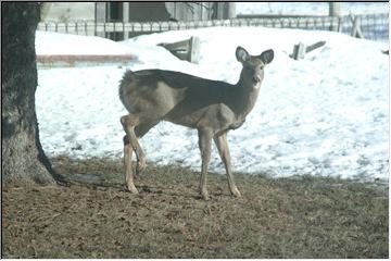 Backyard deer