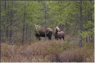 Moose on the loose