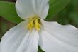 Trillium