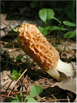 More morels