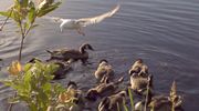 Ducks and gulls