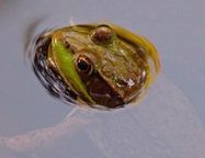 Froggy by Donn de Yampert