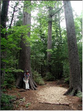 Estivant Pines rise above Rose