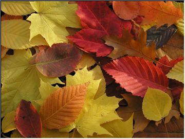 Bushel of leaves from the Zman