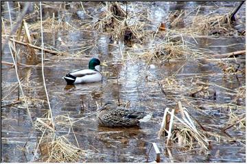 Quackers