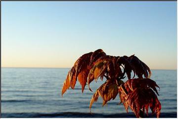 Leaves aglow