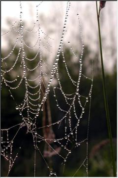 World wet web