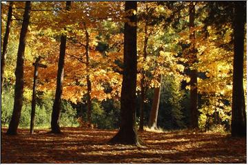 Nature's canopy