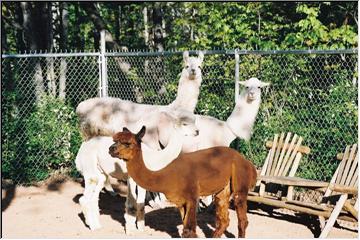 Exotic camelids